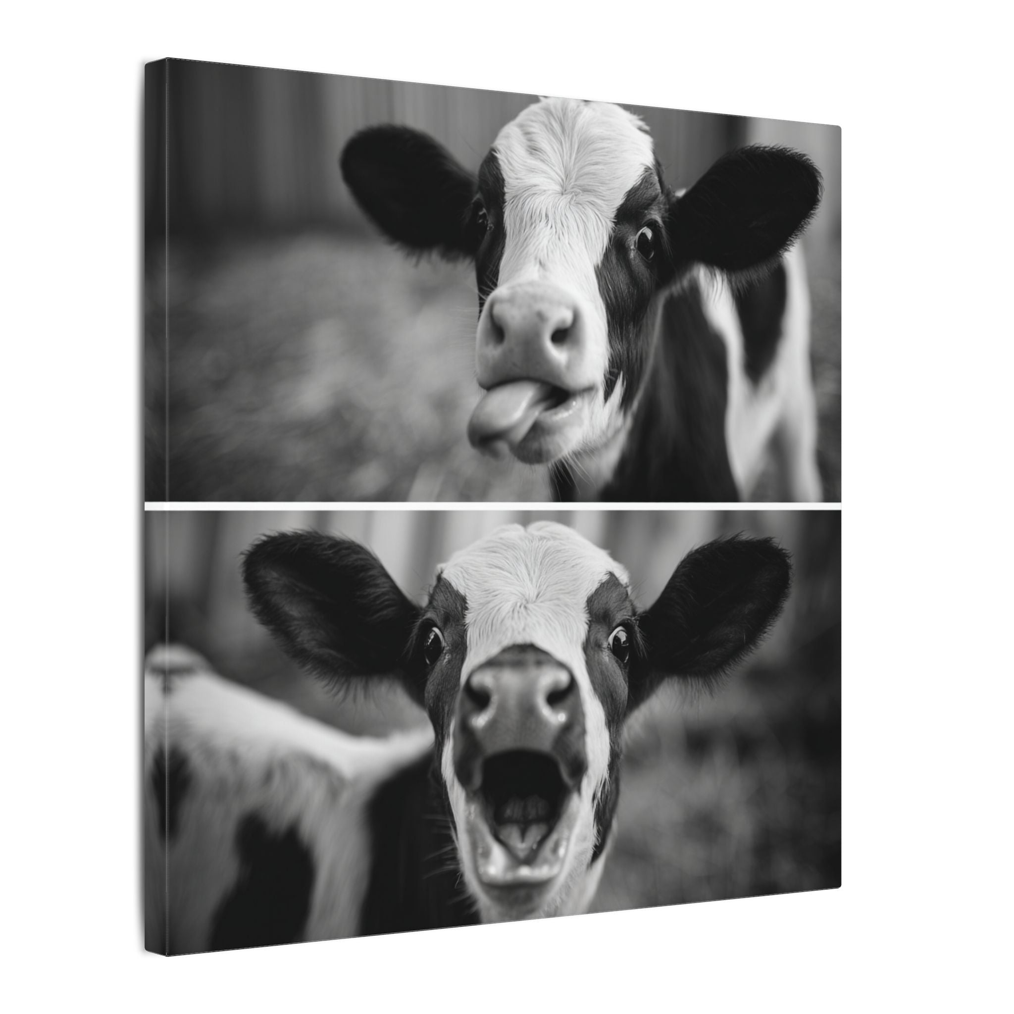 Whimsical Cow Photography | Black and White Animal Art
