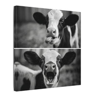 Whimsical Cow Photography | Black and White Animal Art