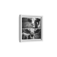 Whimsical Cow Photography | Black and White Animal Art