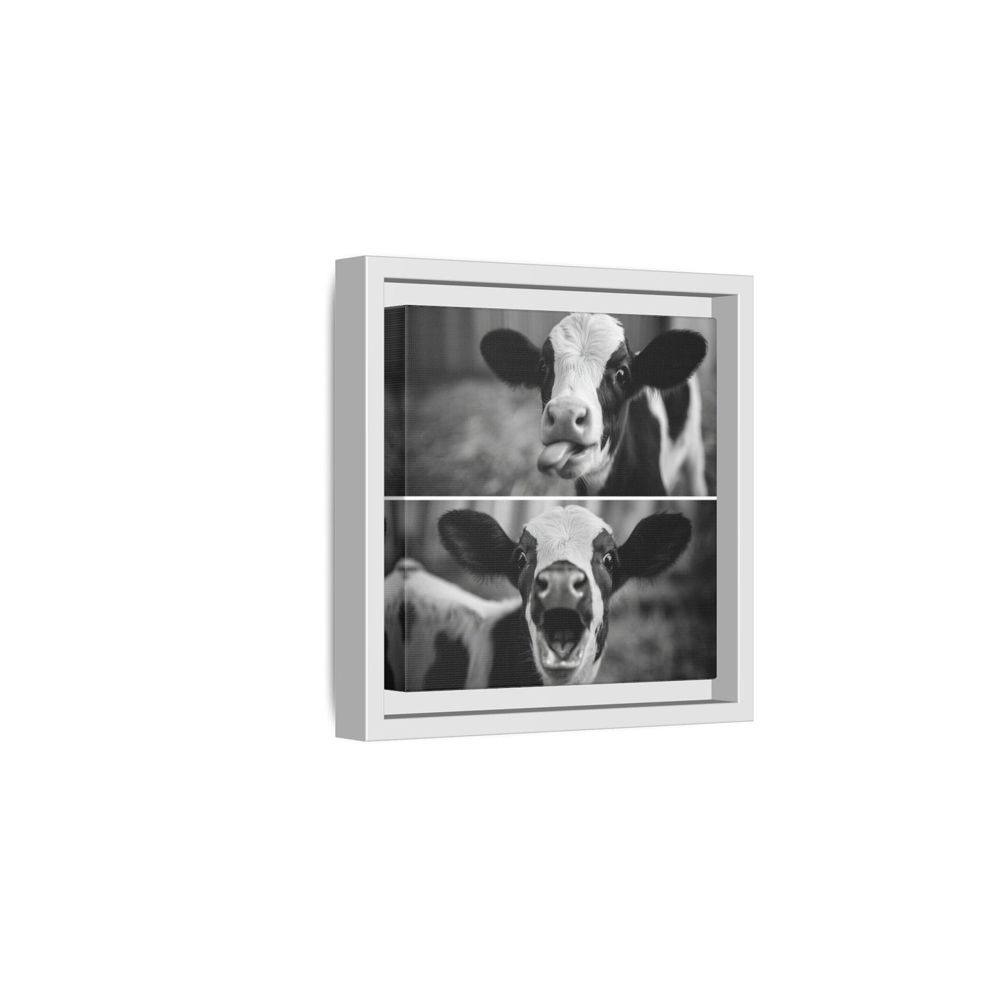 Whimsical Cow Photography | Black and White Animal Art
