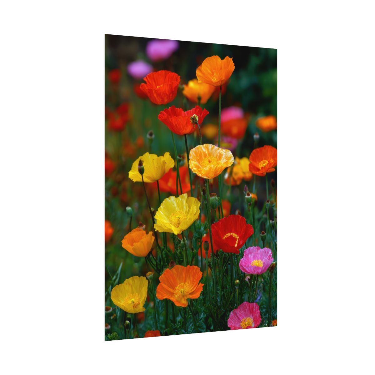 Vibrant Poppy Garden Canvas Art — product image 11