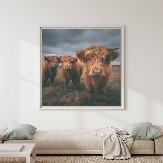 Highland Cow Canvas Wall Art – canvas print shown framed in a styled room