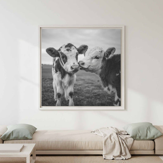 Baby Cow Photography Print — product image 1