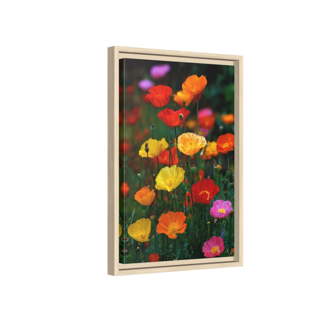 Vibrant Poppy Garden Canvas Art – natural wood framed canvas