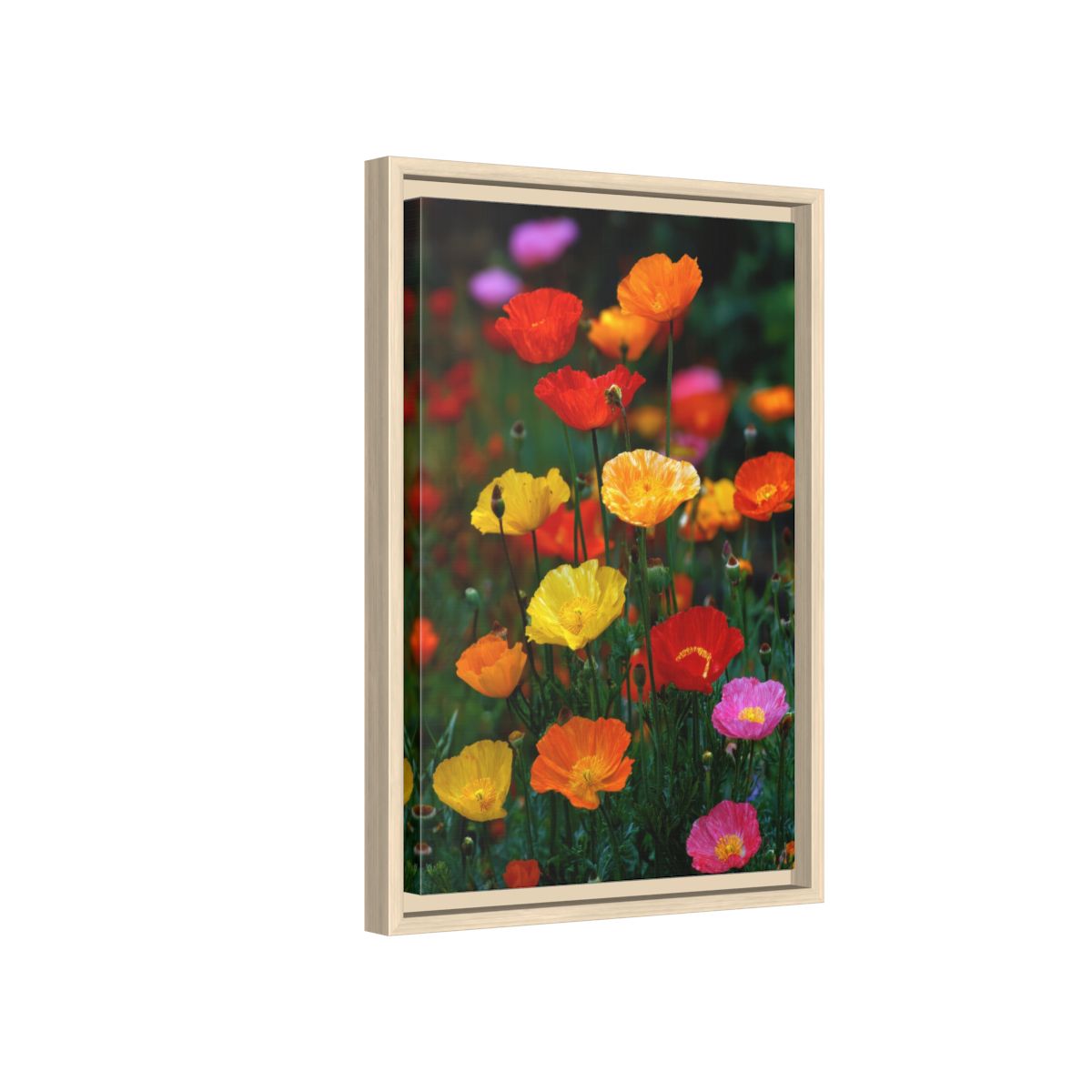 Vibrant Poppy Garden Canvas Art – natural wood framed canvas