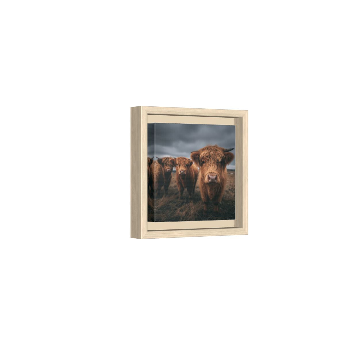 Highland Cow Canvas Wall Art – natural wood framed canvas