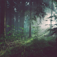 Cathedral of Ferns — deep green forest canopy canvas wall art with filtered light