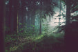 Cathedral of Ferns — deep green forest canopy canvas wall art with filtered light