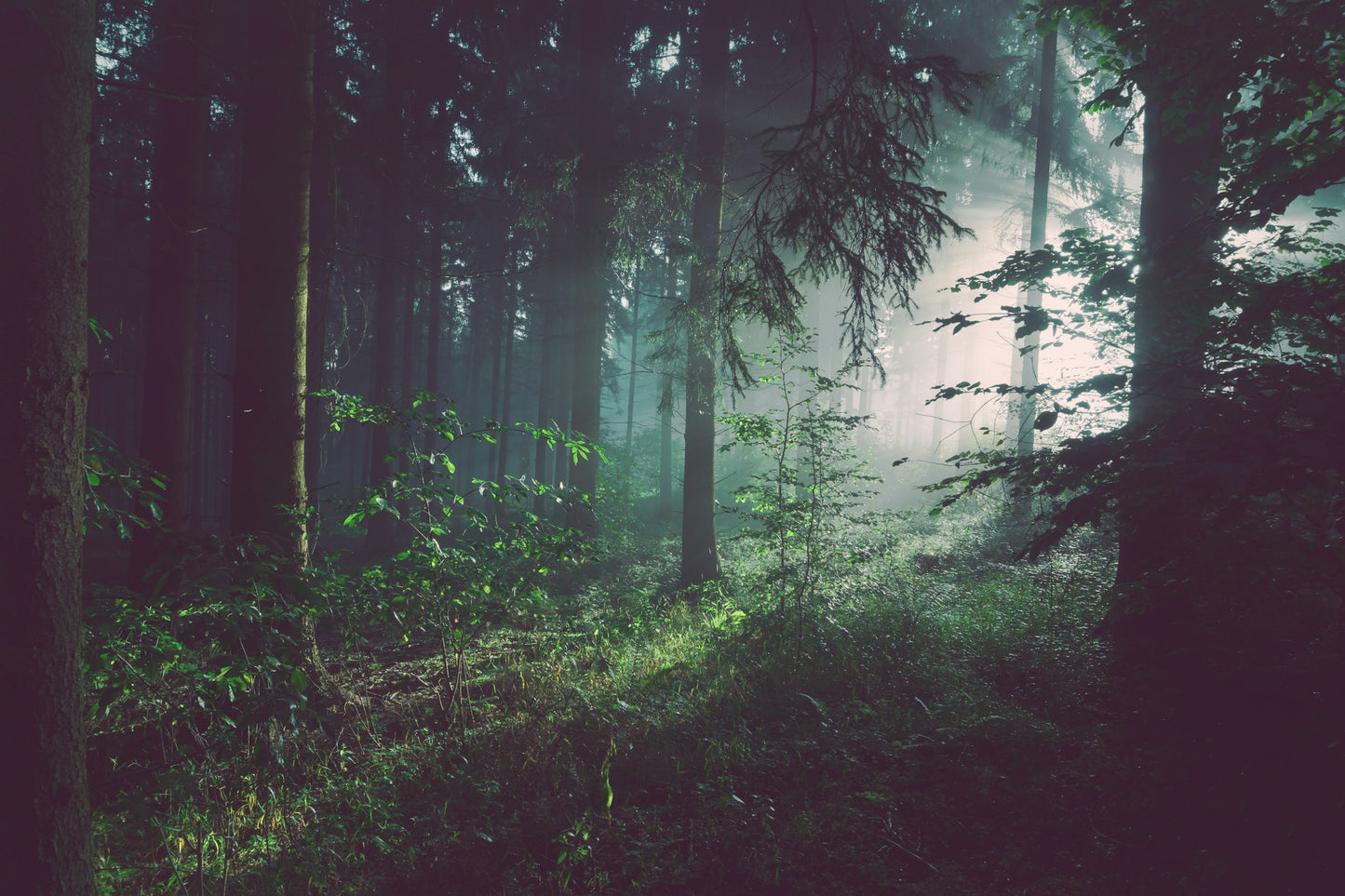 Cathedral of Ferns — deep green forest canopy canvas wall art with filtered light