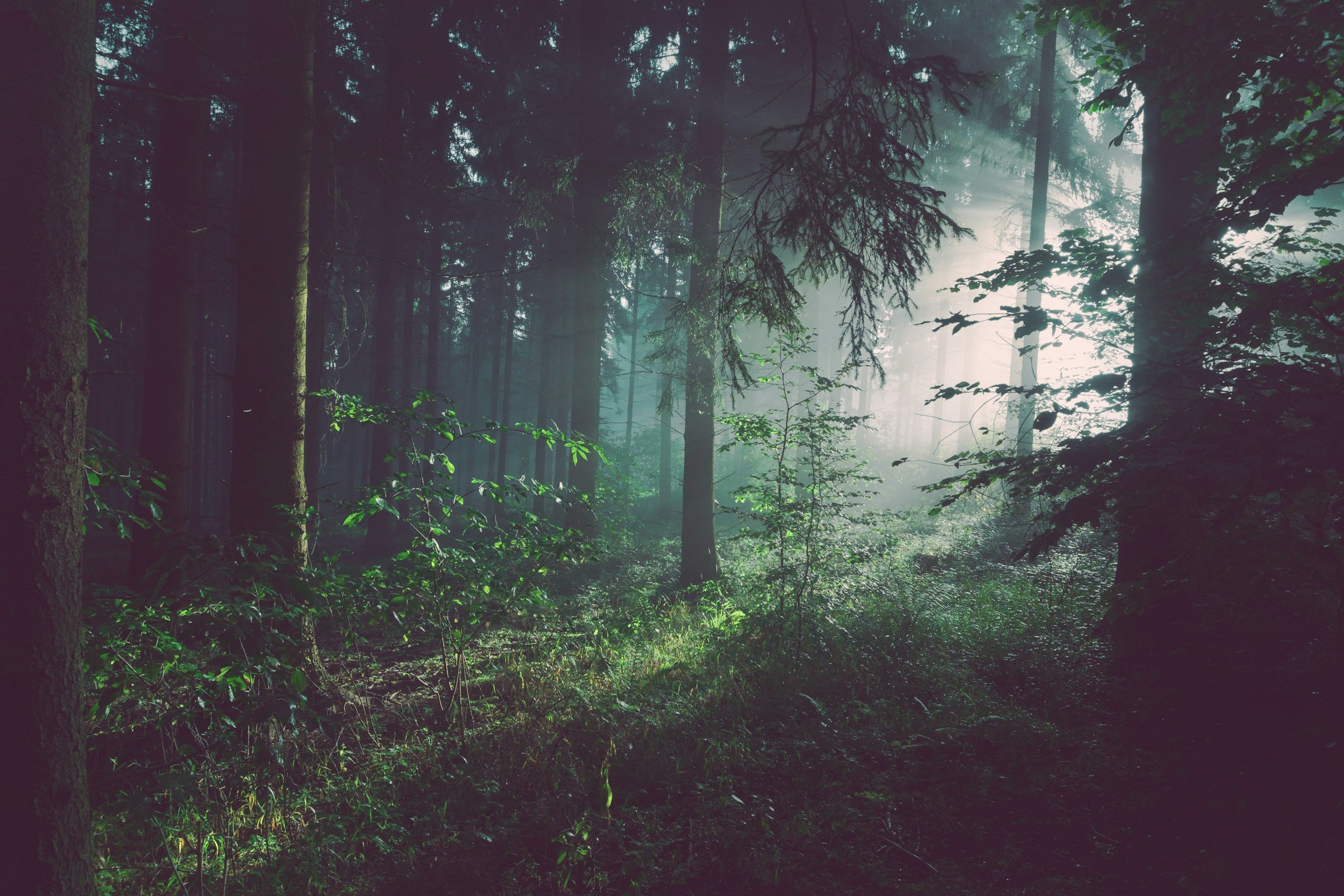 Cathedral of Ferns — deep green forest canopy canvas wall art with filtered light