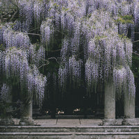 Wisteria in late spring — Provenance gallery-wrapped canvas