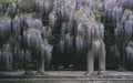 Wisteria in late spring — Provenance gallery-wrapped canvas