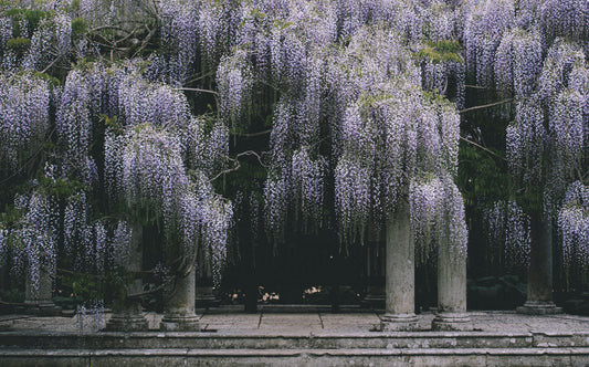Wisteria in late spring — Provenance gallery-wrapped canvas