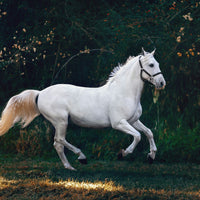 The Quiet One — soft-focus equestrian canvas wall art with summer field and honey light