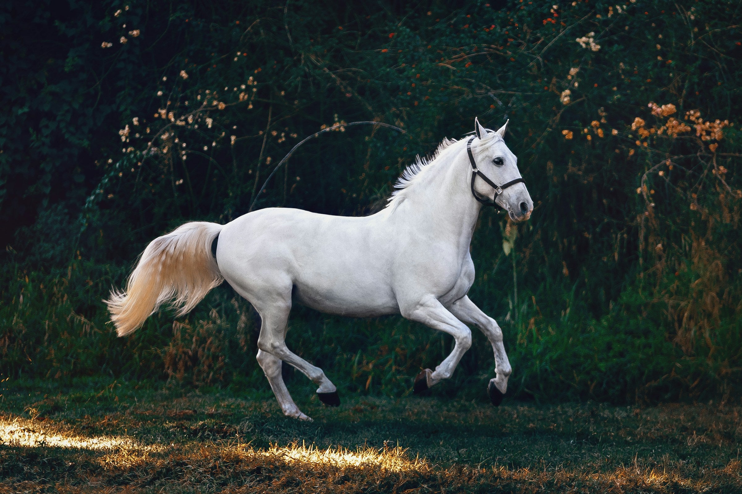 The Quiet One — soft-focus equestrian canvas wall art with summer field and honey light
