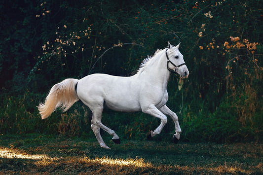 The Quiet One — soft-focus equestrian canvas wall art with summer field and honey light