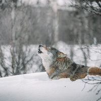 Wolf at treeline in snow — Pale Sentinel gallery-wrapped canvas