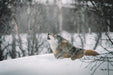 Wolf at treeline in snow — Pale Sentinel gallery-wrapped canvas