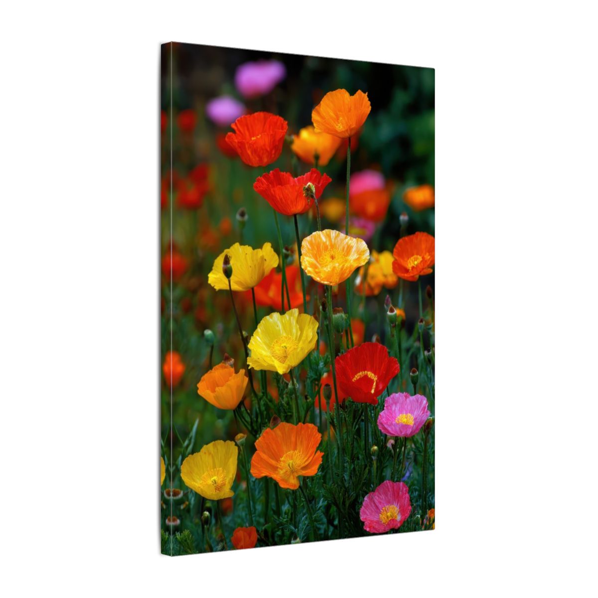 Vibrant Poppy Garden Canvas Art – gallery wrapped canvas, side view